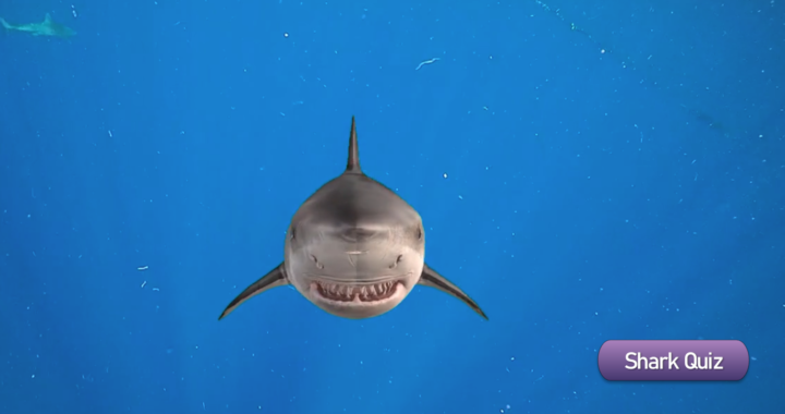 3D shark quiz demo"